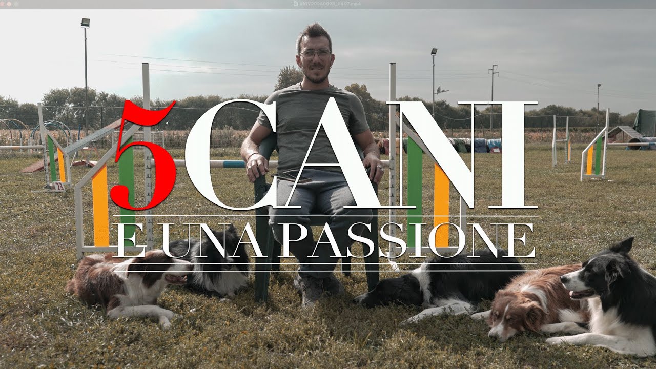 Agility al Top: Lo Sport Che i Border Collie Amano!