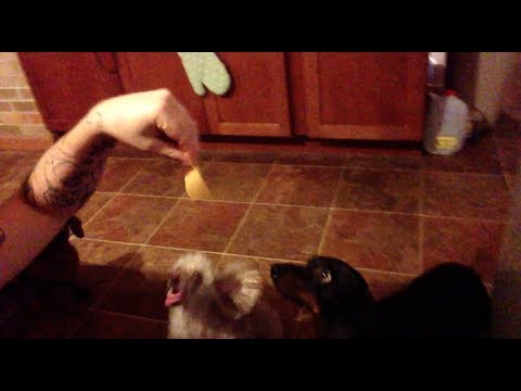 TheDailyWoo - 522 (12/5/13) Why Do Dogs Love Cheese ?