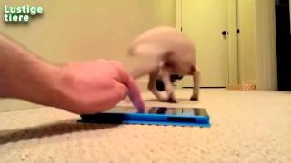 Lustige Hunde Von Furzen Compilation 2014 Neu Hd Youtube Original