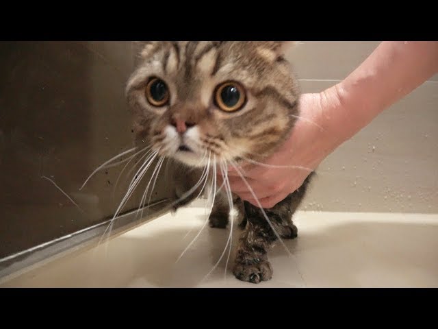 루루 고양이를 목욕시키면 생기는 일 (수달주의)
