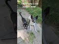 My cat and dog training