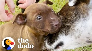 Abandoned Pittie Puppy Watches Her Family Grow | The Dodo Pittie Nation