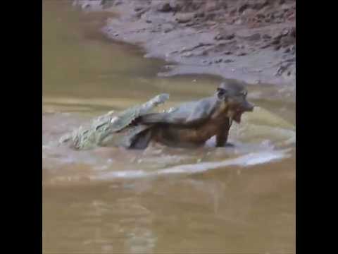 QUASE ele ia de VASCO💀 #macaco #crocodilo #jacaré #animais #planetaazul
