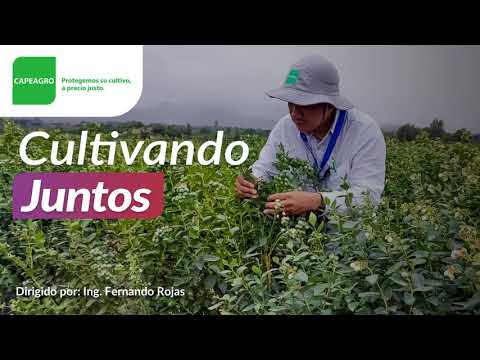 Video: Control de manchas foliares en arándanos - Tratamiento de arándanos con manchas foliares