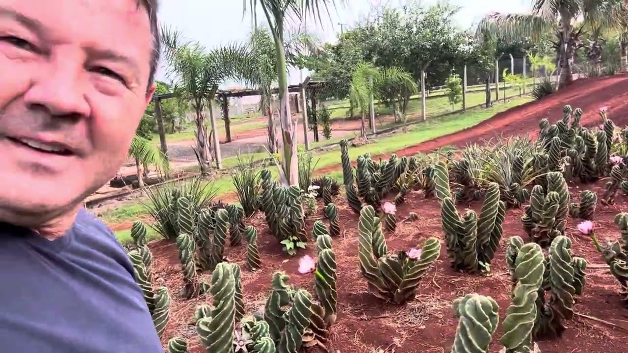 Cactos Parafuso Com Flores #agrobim