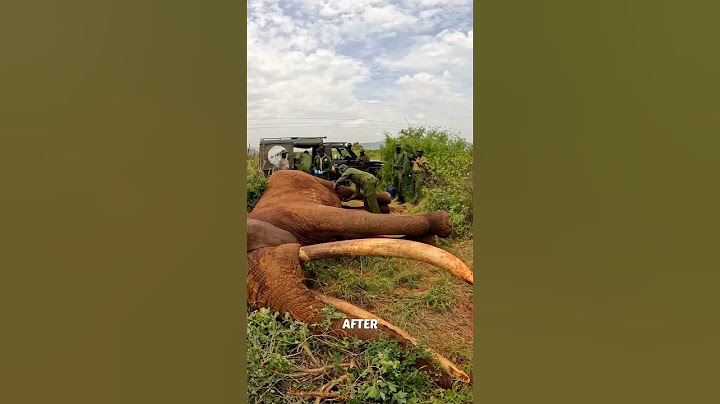 They Shot the Sick Elephant to Help Him! 😍