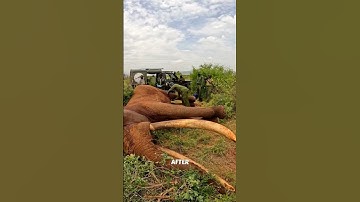 They Shot the Sick Elephant to Help Him! 😍
