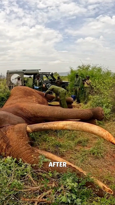 They Shot the Sick Elephant to Help Him! 😍
