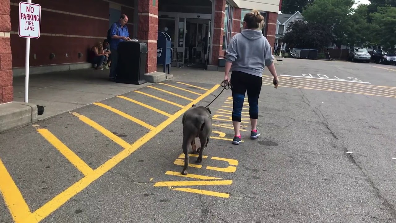 Training an Extremely Aggressive Dog - YouTube