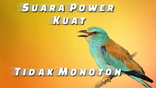 Suara Tembakan Kasar Burung Fighter – Variasi Isian Padat & Mantap