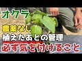 【オクラ】病害虫から守るために、植えた後必ずこれやってください【無農薬】