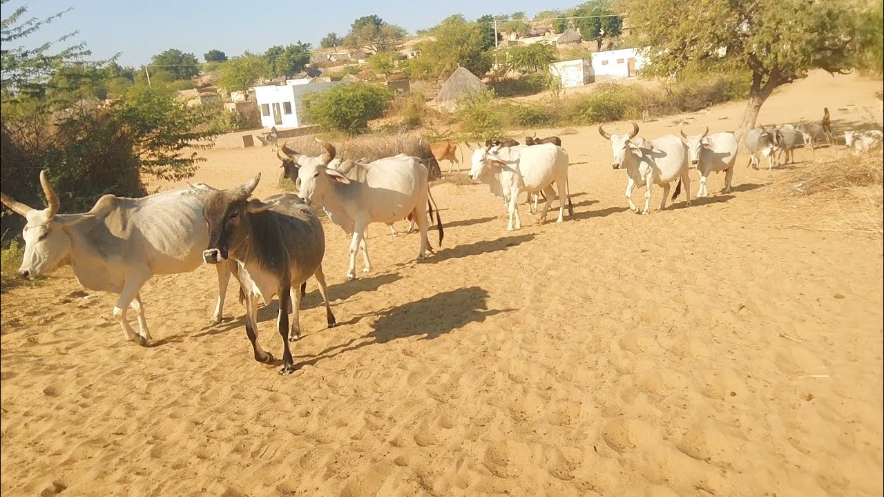 Amazing cow Farming !  These Smart Cows Come for Water Every Morning by Themselves 🐄😱  