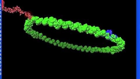 Actomyosin 3D Simulation