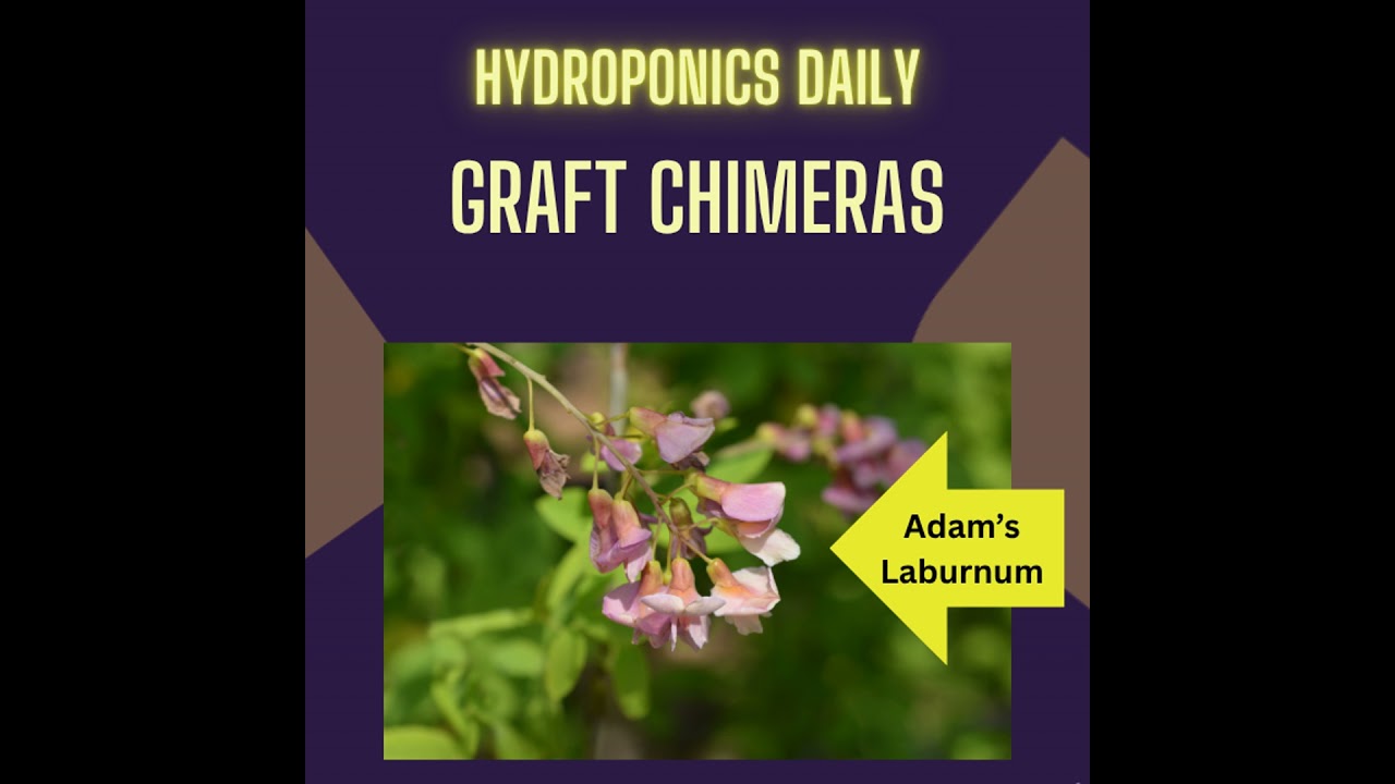 Graft Chimeras - Amazing botanical curiosities