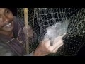 Film Dokumenter Berburu Burung Sangat Unik Cara Saweuy Langka Ditemukan