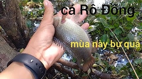 Câu Cá Rô Đồng/mới thả mồi xuống là ăn liền,giật tay,toàn cá rô đồng to#tanhungmientay#cauca