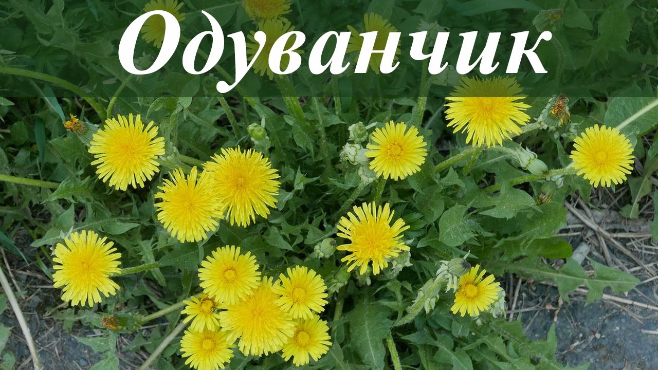 Корень одуванчика: полезные свойства и противопоказания, применение в медицине Корень одуванчика: полезные свойства и противопоказания, применение в медицине