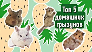 ТОП 5 ДОМАШНИХ ГРЫЗУНОВ🐿🐭\\кого можно купить\\ яХрумка