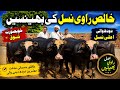 Anjum Saroya Ne Wakhai Pure Ravi Breed Di Majjan A Farm Near River Ravi Buffalo Farming 