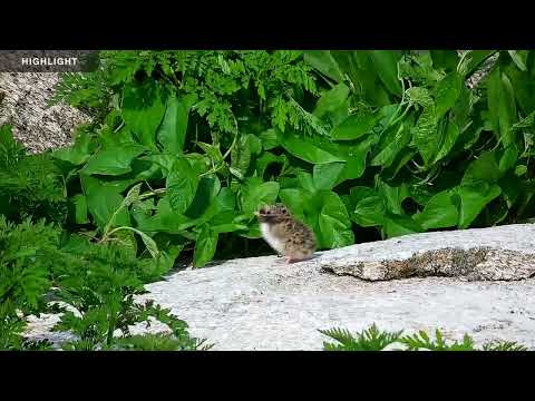 Puffin Boulder Berm | Highlights 2022