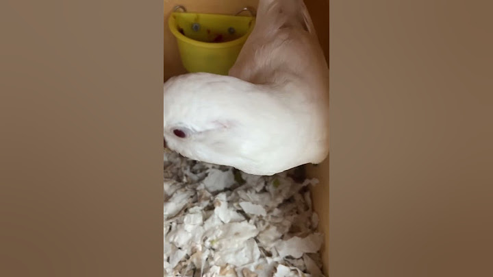#wanted to be out#bird# parrots#cute#pets#