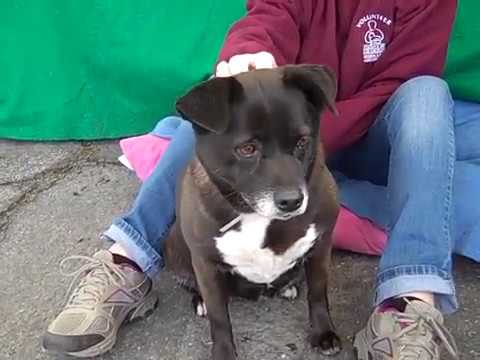 A4131567 Zoe | Patterdale Terrier Mix