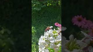 Insects of Pennsylvania