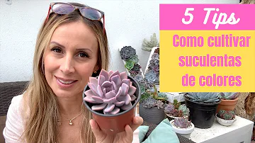 O que fazer para as suculentas ficarem coloridas?