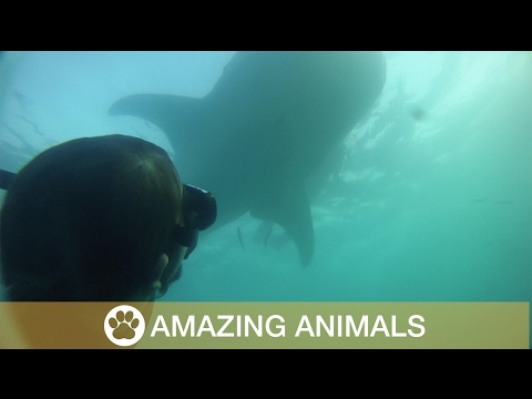 Diver Swims with Whale Shark - Watch the amazing moment a group of divers get up close and personal with a gigantic whale shark. 