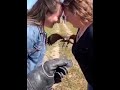 Majestic Flight Skills #viral #shorts #amazing  #eagle #wildlife