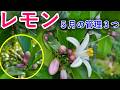 レモンは5月中旬で決まる|夏枝づくりの3大ケアを外すと実が付かない