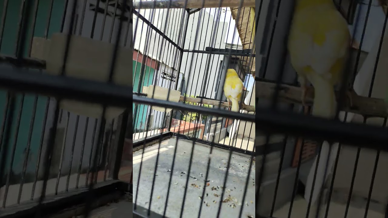 Suara burung kenari nyaring 