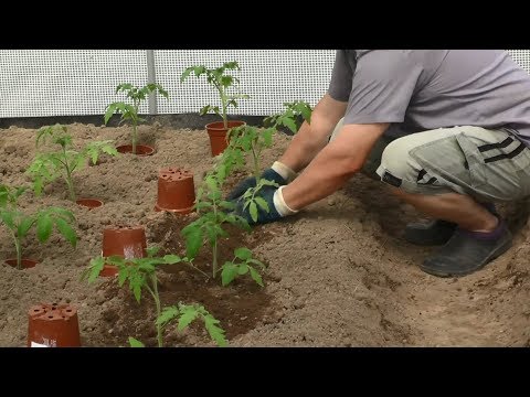 Быстрый способ высадки рассады томатов