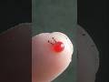 A Little Red Syrup for Tiny Ants #short #timelapse #ants