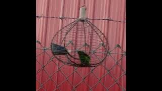 suara serindit borneo