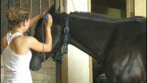 Micah - ground manners      ***For up-to-date info, price, etc., go to our website***