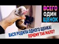 Мы надеялись, что она родит больше... Но всё сложилось иначе!