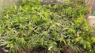 D54V Green Crack, Wedding Cake, Gorilla Zkittelz, Delahaze, Orange Sherbert Barney’s Farm