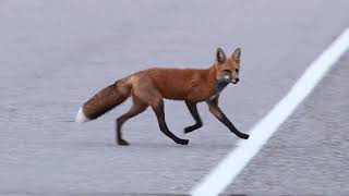 The Secret Lives of Urban Foxes