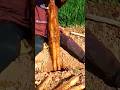 cool technique for digging Nagaimo Sweet Potatoes #shorts