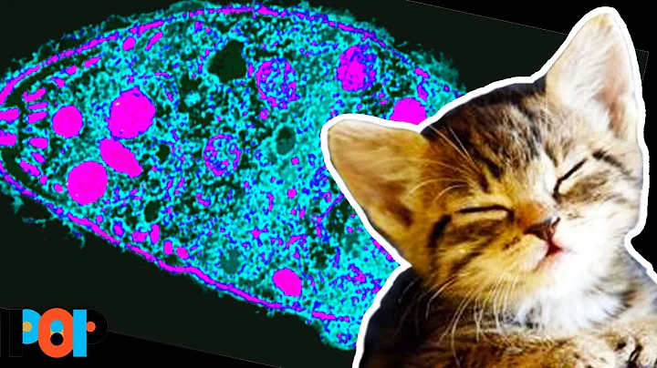 This Mind-Controlling Cat Parasite Is GOOD For Your Brain