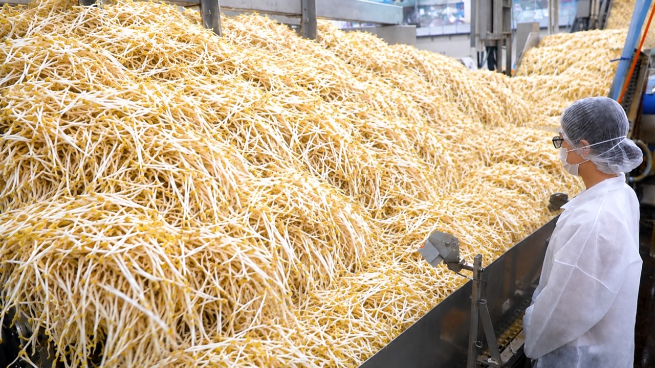 新鮮なモヤシとカット野菜ができるまで!日本の野菜工場の大量生産プロセス