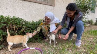 Very friendly stray cats asking for food and love.