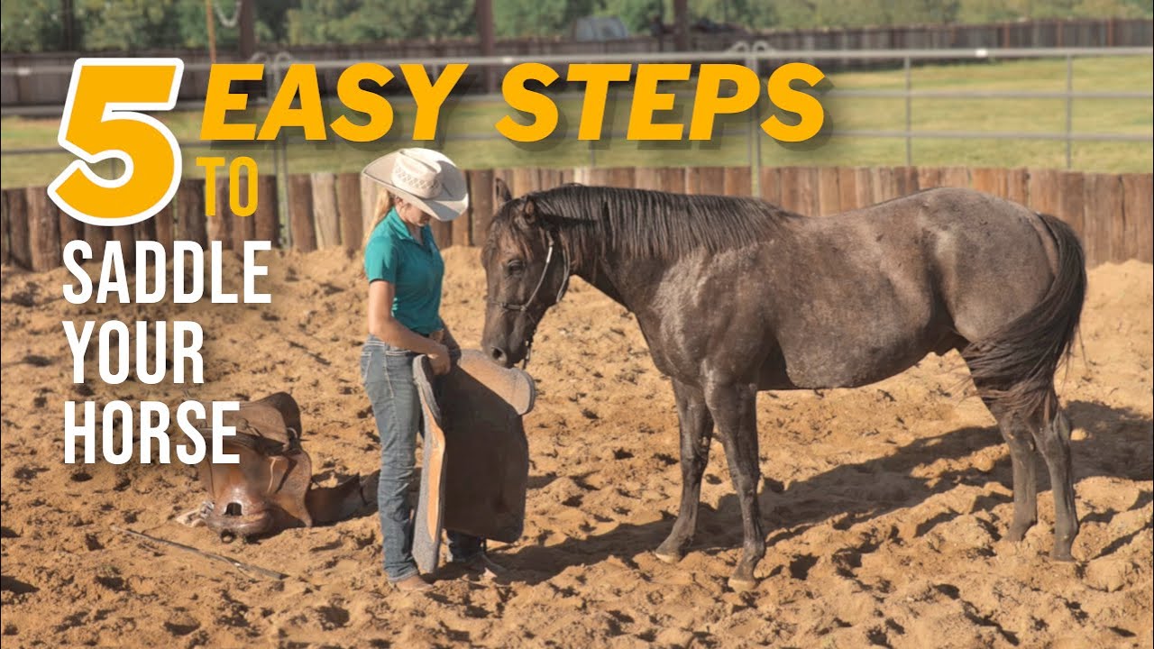 Saddling a Colt for the First Time - A Beginner's Guide