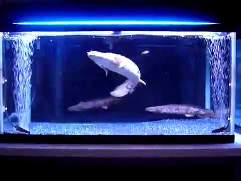 polypterus endlicheri care