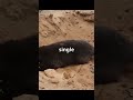 Top 5 Weirdest Mole Facts 🐾 | #1 Is Unreal!  #youtubeshorts #animals #animalfacts #facts #funfacts