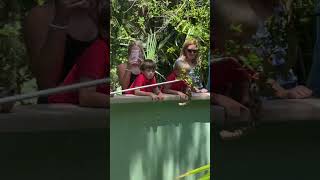 Copperhead Snake In A Tree