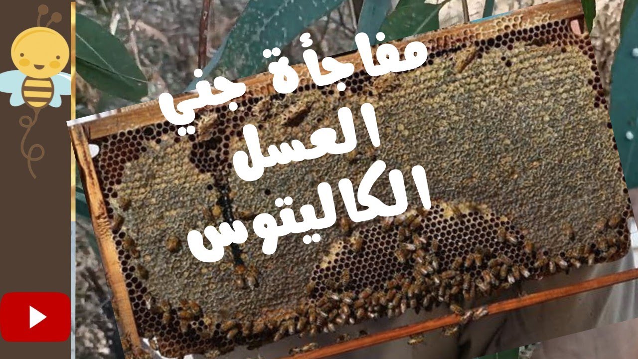 ذهبت لأجني عسل أشجار  الكاليتوس فوجدت شيئ غير متوقع/ @beesandhoney