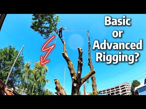 This Rigging Point Paid Off BIG TIME For This Tree Removal! - YouTube