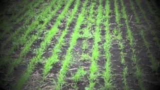 Millborn Seeds Native and Forb Establishment Guide